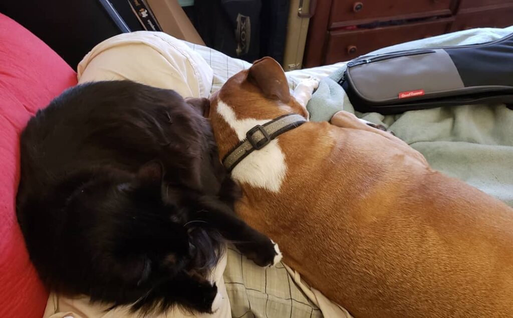 I love that Shuggie and Rudy are best buds! Makes this furmama so