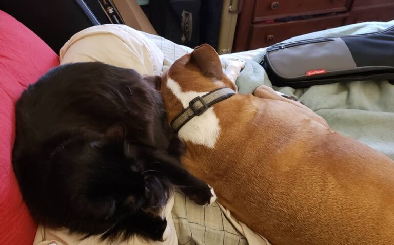 I love that Shuggie and Rudy are best buds! Makes this furmama so