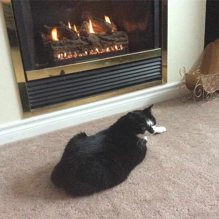 I love the warm fire • • I’m sorry guys, I will try to be more active