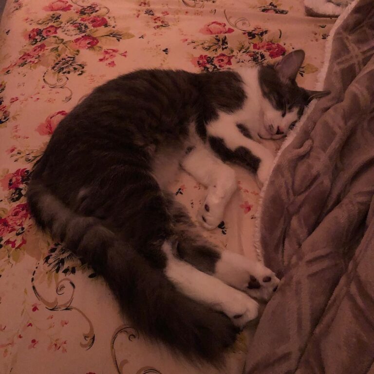 I may have just gotten up, but I think it’s time for another nap~ ——