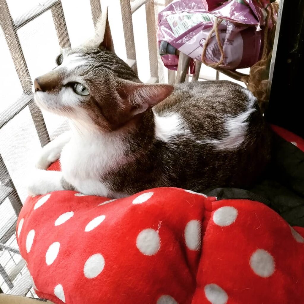 I sit on my own bed only when its upside down! Who needs the cushion?