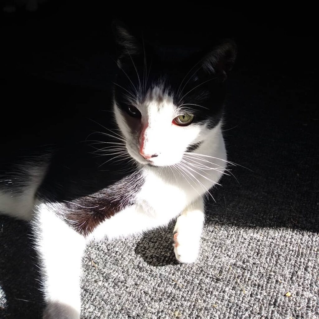 I swear my cat is an otherworldly being. Light and dark all concealed