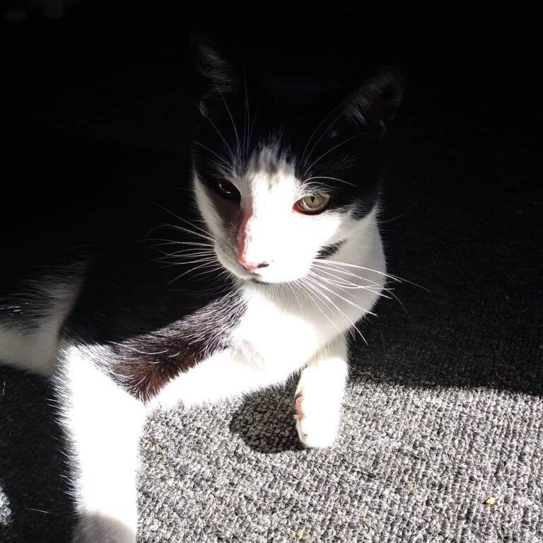 I swear my cat is an otherworldly being. Light and dark all concealed