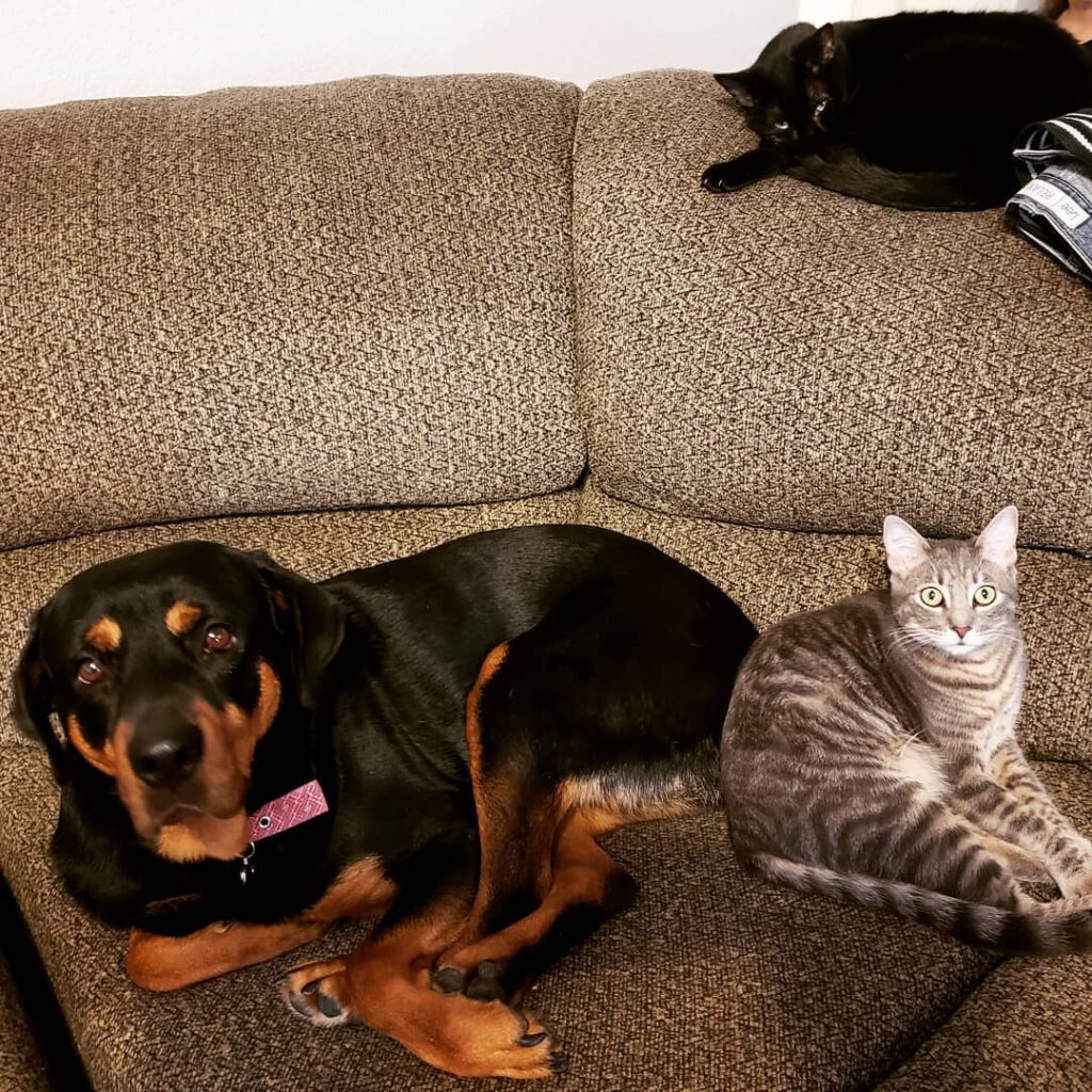 I think we need more animals. I’m thinking bunny or maybe another