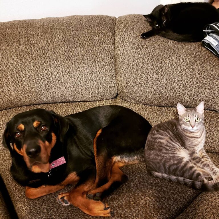 I think we need more animals. I’m thinking bunny or maybe another