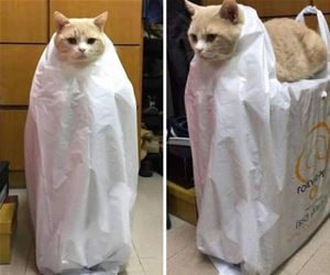 FunnyCatSite