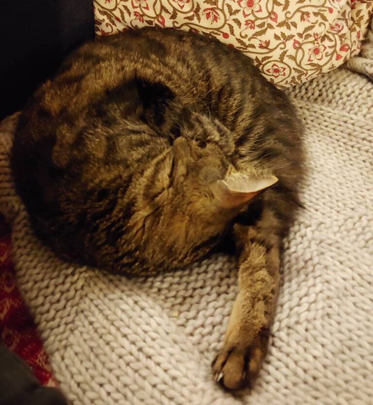If cats didn’t have ears it would be tricky to work out what the
