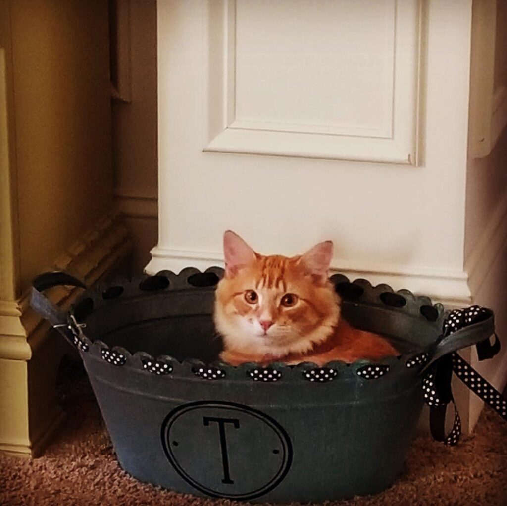 If it fits. It sits