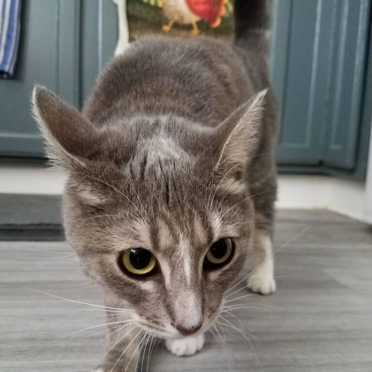Isis in the kitchen campaigning for some treats