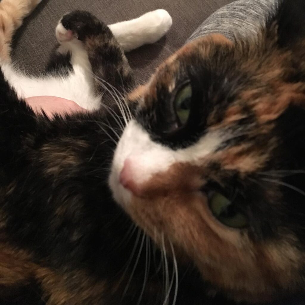 It’s and you’ve stopped rubbing my belly. Do you see the error of
