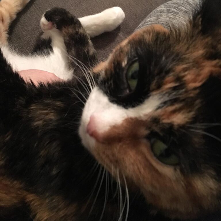 It’s and you’ve stopped rubbing my belly. Do you see the error of