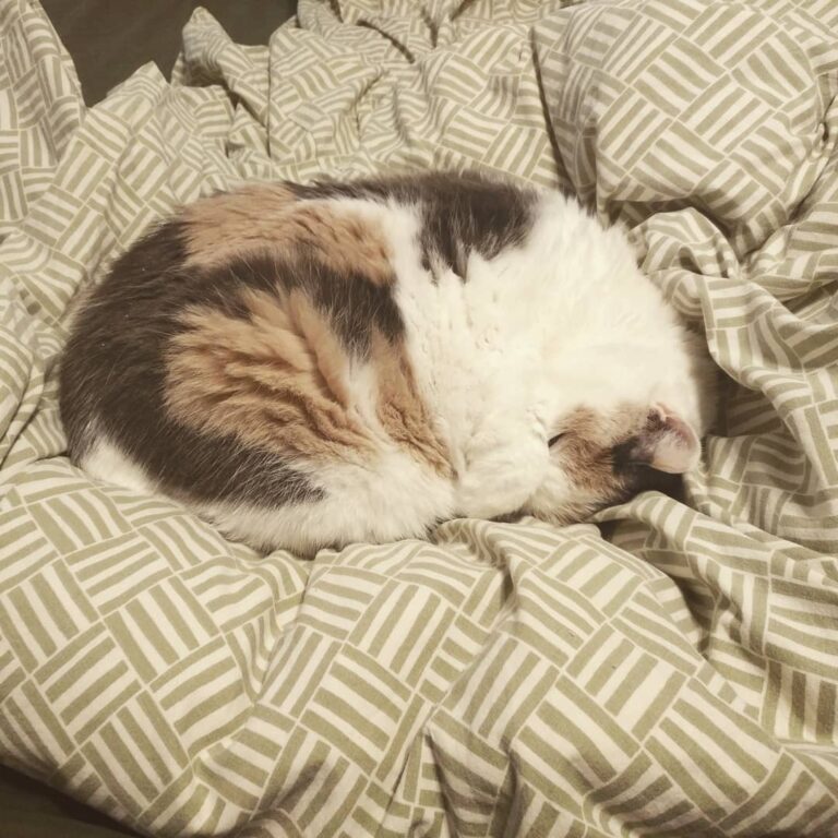 It’s crazy to think that on my birthday Jewely will have her 13th