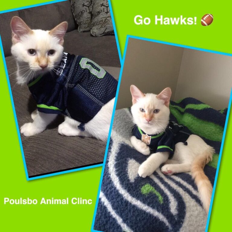 It’s game day!! Who are you cheering for? Winston is rooting for the