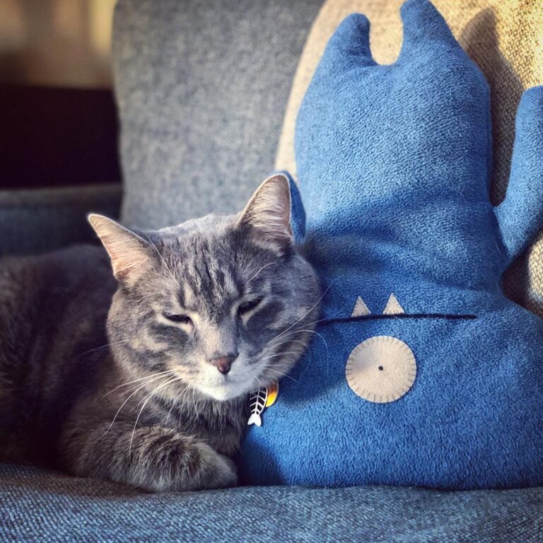 It’s good to be home. Fat cat and ugly doll and all. . . . .