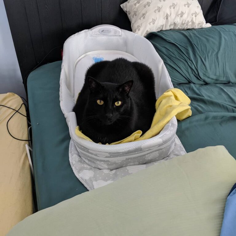 Jango helps out with the baby by volunteering to keep his bed warm