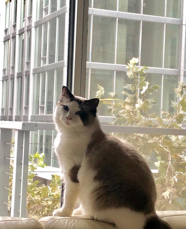 Just a cat, living in the city . . . .