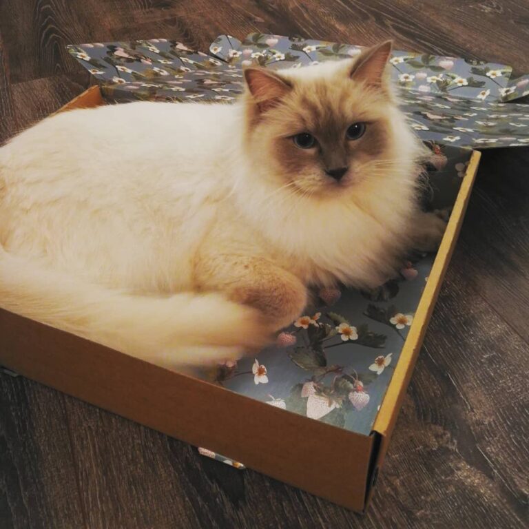 Just sitting in my flowery box ° ° ° ° box