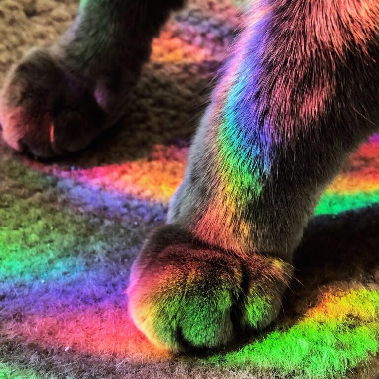 Just when kitty paws couldn’t get cuter