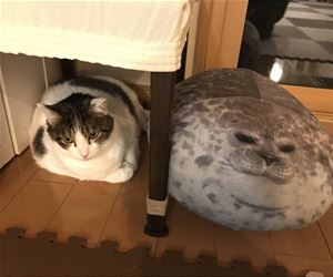 FunnyCatSite