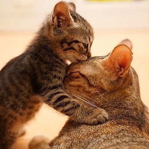 Kisses · · ·