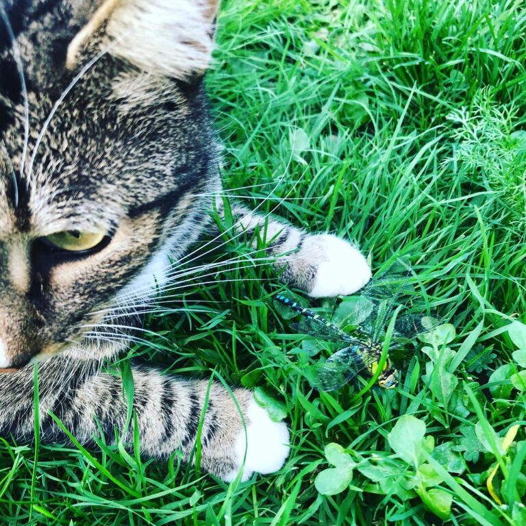Kitty and dragonfly