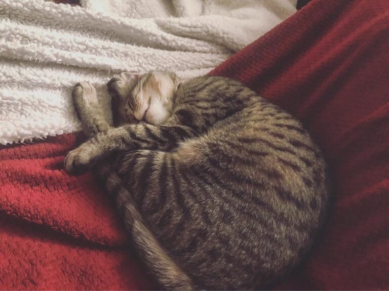 Lazy Saturday