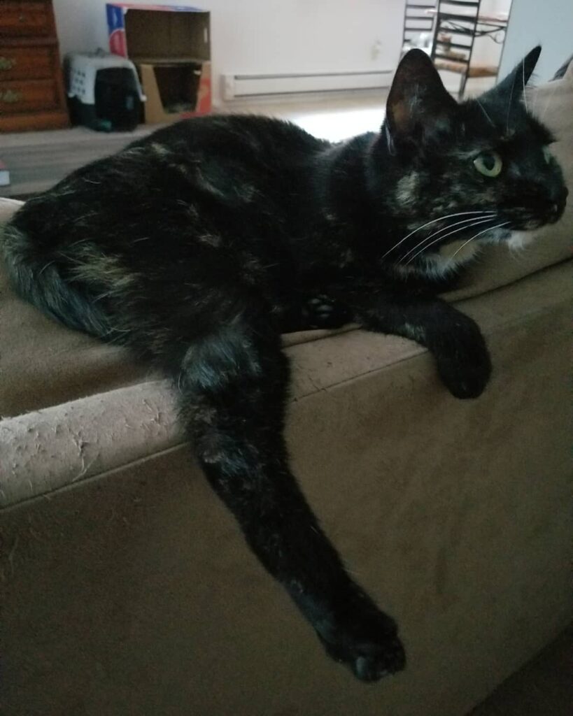 Leggy
