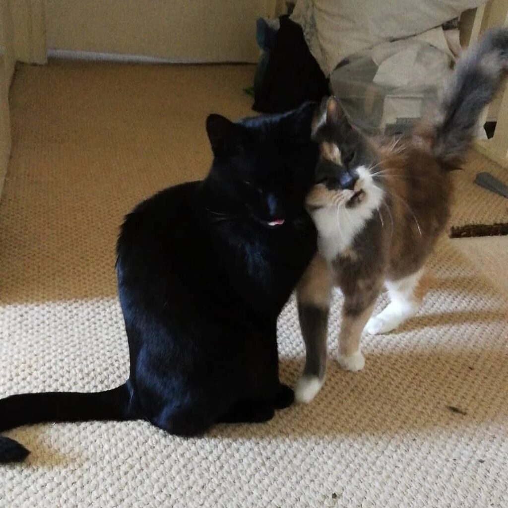 Lilah fucking adores Captain. They’re just too sweet