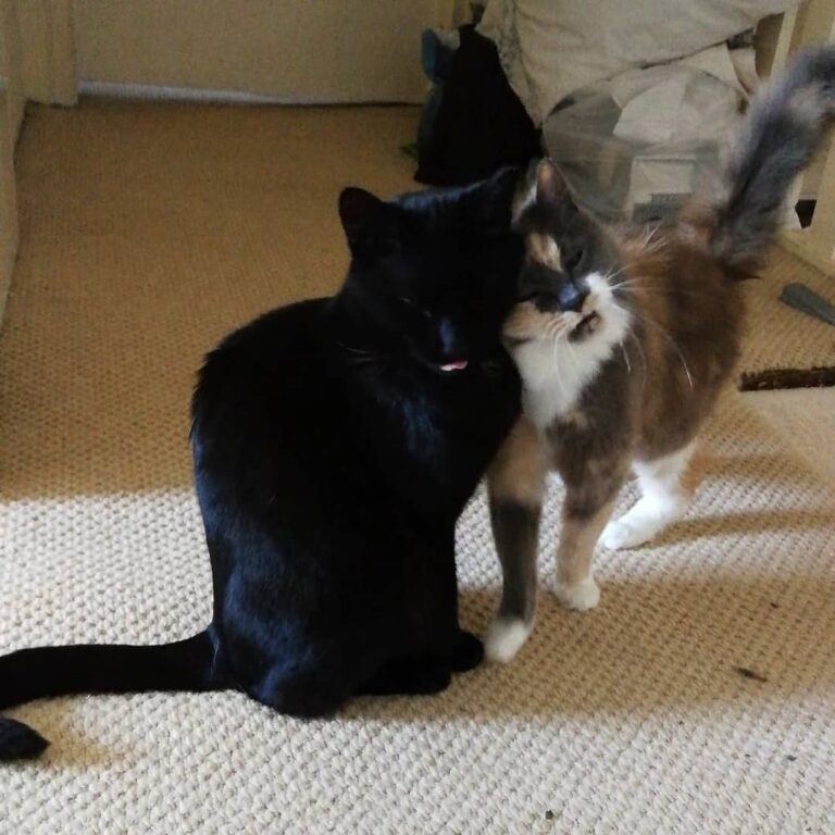 Lilah fucking adores Captain. They’re just too sweet