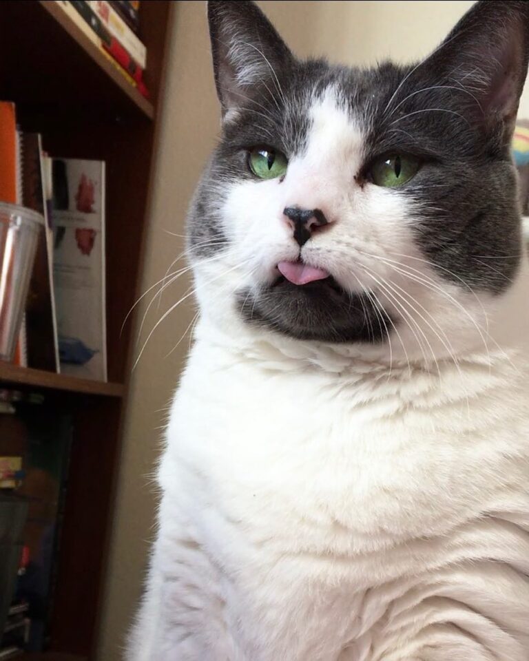 MY DUMB CAT FORGOT TO PUT HER DUMB TONGUE AWAY OH MY GOD – –