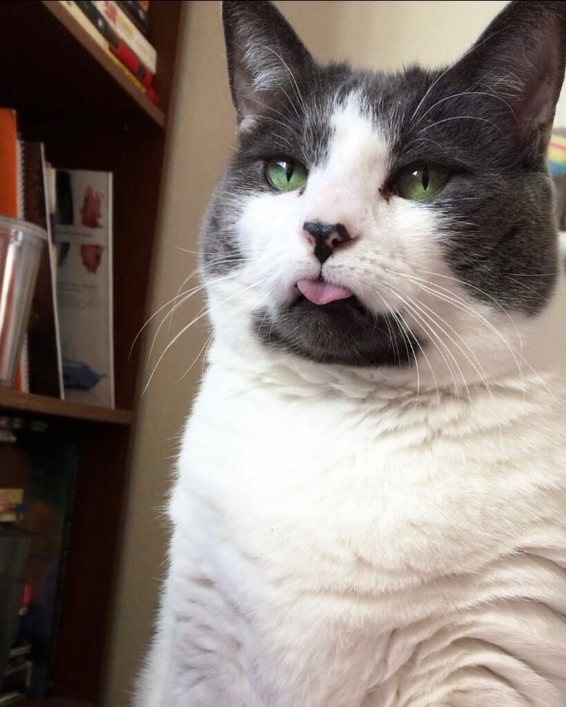MY DUMB CAT FORGOT TO PUT HER DUMB TONGUE AWAY OH MY GOD – –