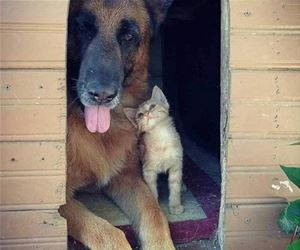 FunnyCatSite