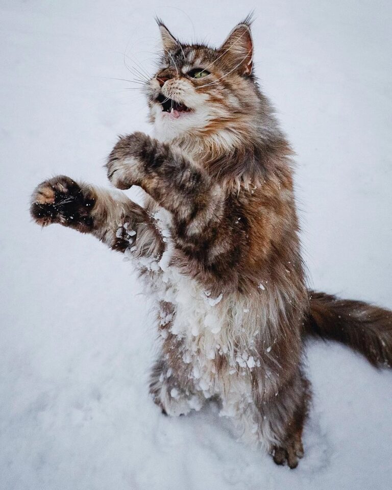 Meowike Tyson ready to throw punches and bite ears. ” Follow me for