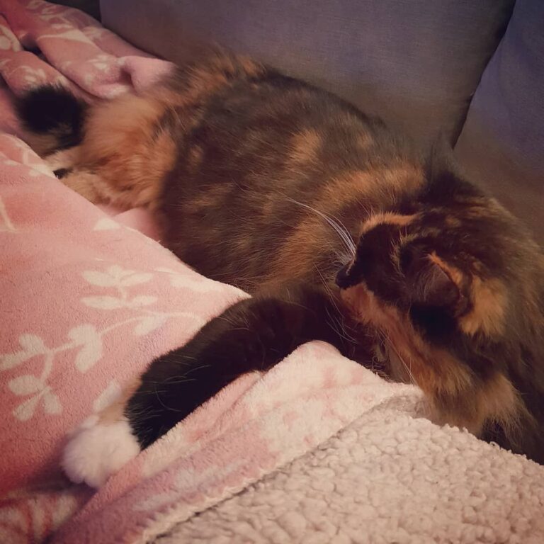 Meowmy is mine, all mine! .