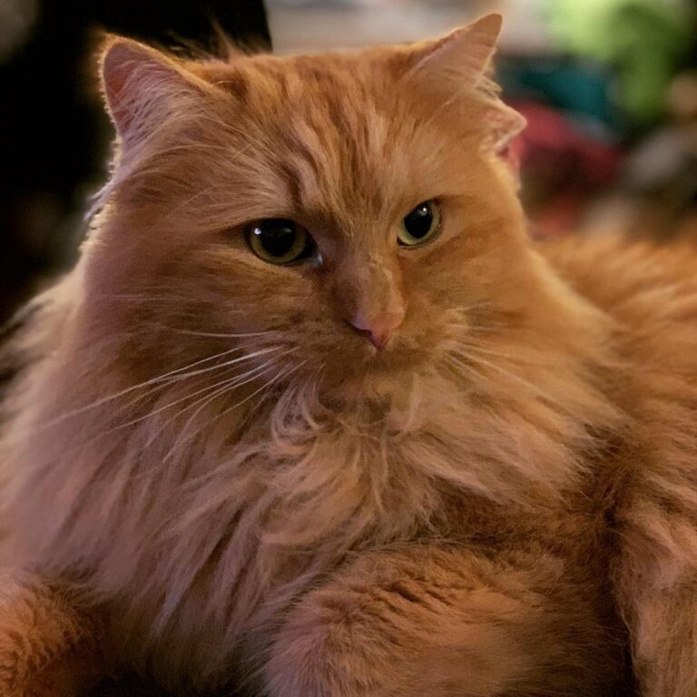 Mfw my moms tell me I cant go outside because it’s “snowing too much”