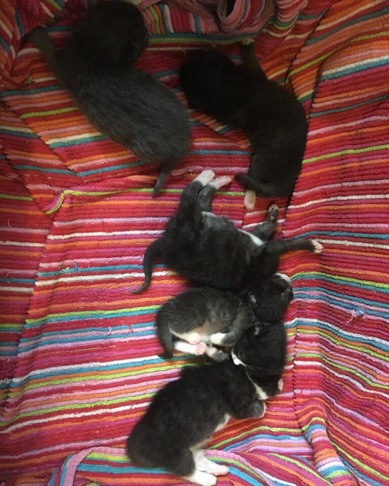 Milk drunk.