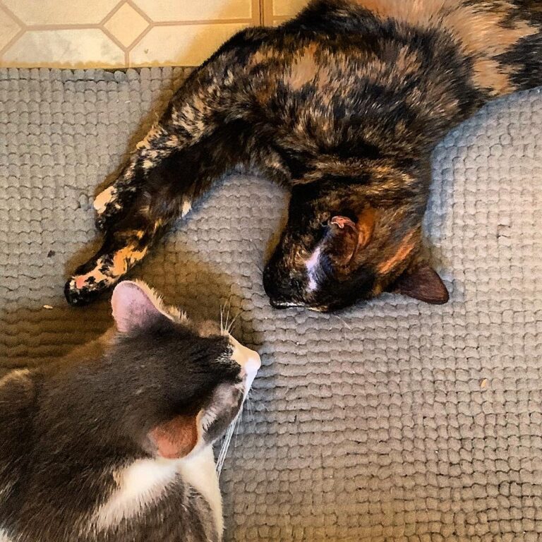 Minnie: You seen those otter videos? Albus: No. Minnie: Really? Where