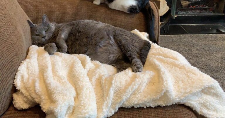 Mom bought this for dad. I showed her how much I loved it so now it’s