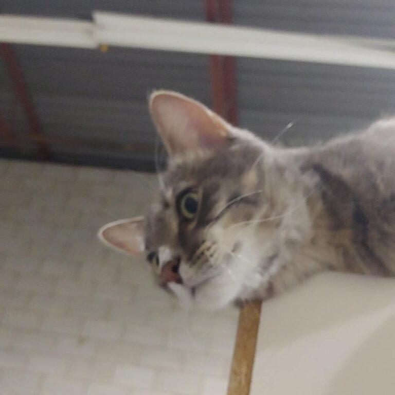 Mumu up high