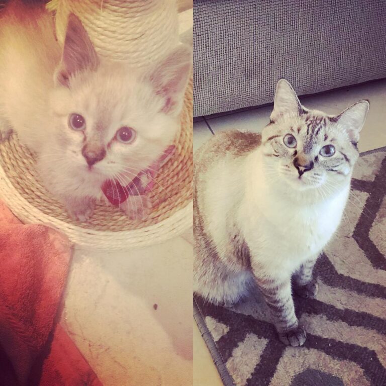 My baby!!! This kitty is my life.