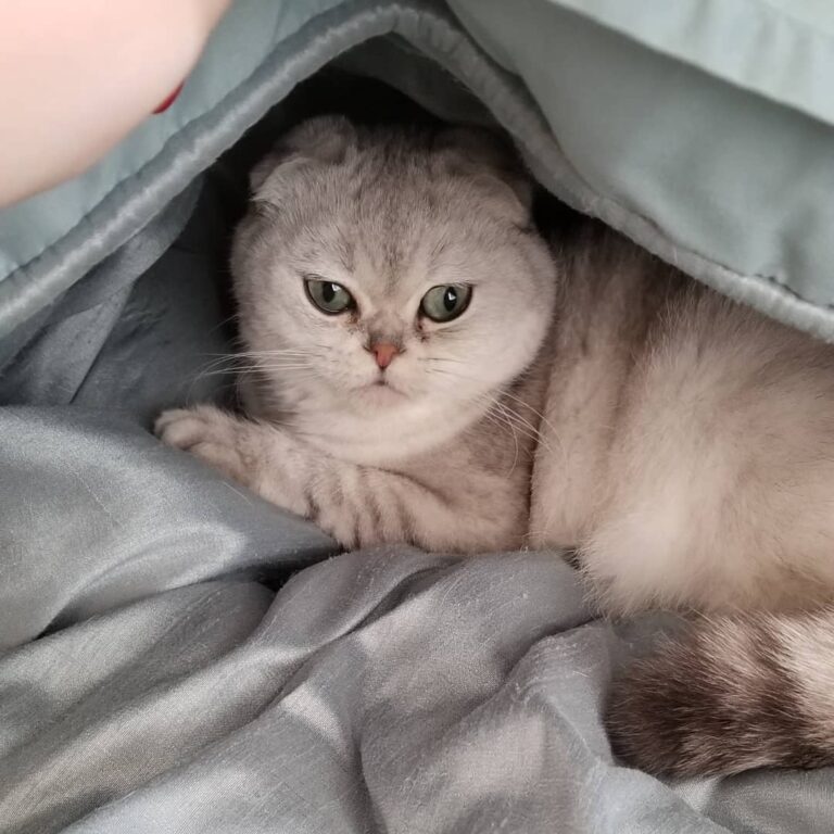 My hooman thinks this is her bed . . .