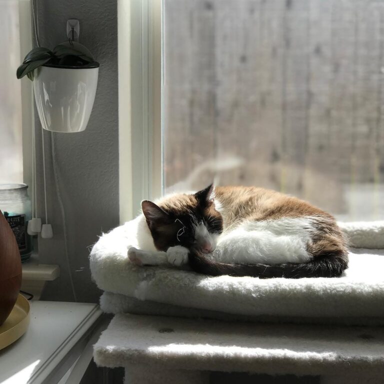 My old lady kitty enjoying some sunshine. I’ll do the same later.