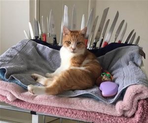 FunnyCatSite