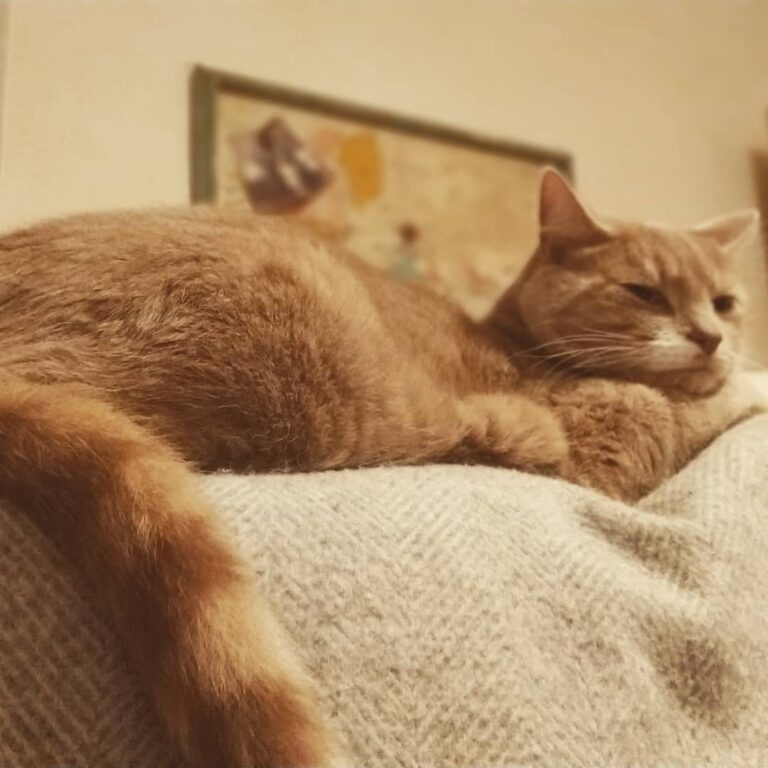 Napping on the back of the sofa