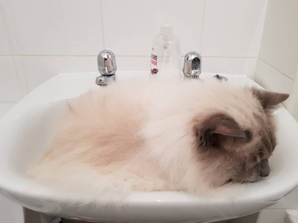 Cute Cat Moment