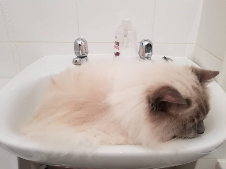 Cute Cat Moment