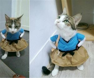 FunnyCatSite