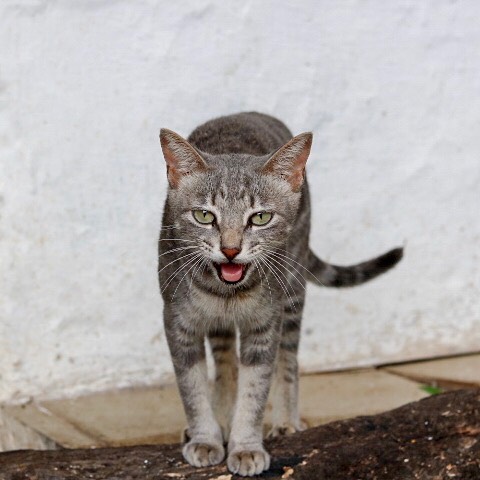 O Gatinho de Brennand . .