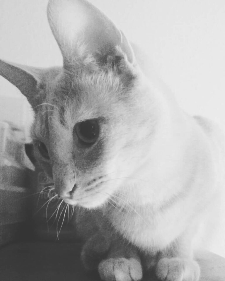 Oh hey! Happy Caturday! I’m just hanging out up to no good. | . .
