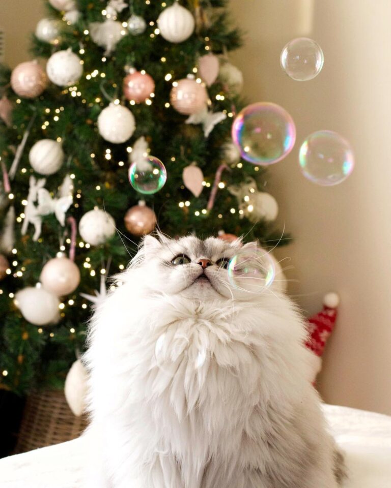 Oh les bubulles • • • •
